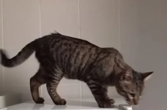 Chat trouvé Libourne, photo: Jeune chat mâle trouvé à Libourne