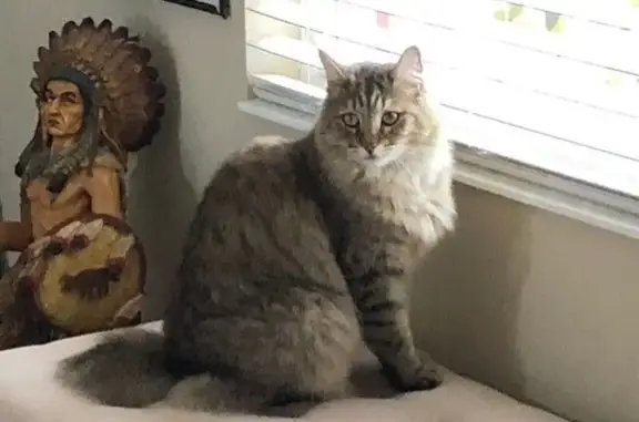 Lost Gray Pixie-Bob on Arlington Ridge