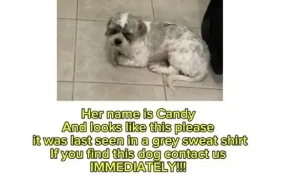 Lost White & Gray Dog on Crescent Ave