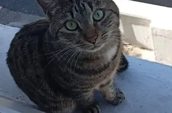Chat tigré dodu perdu à Saint-Nazaire - photo