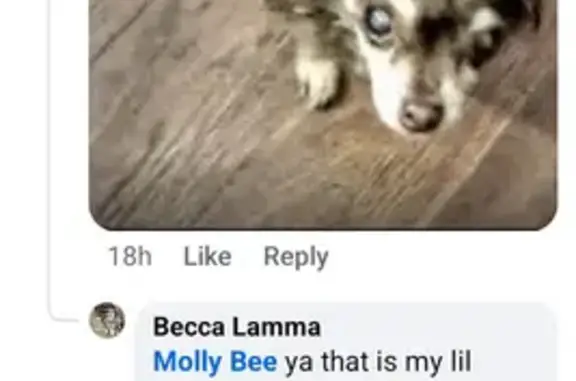 Help Find My Beloved 17-Year-Old ESA Dog