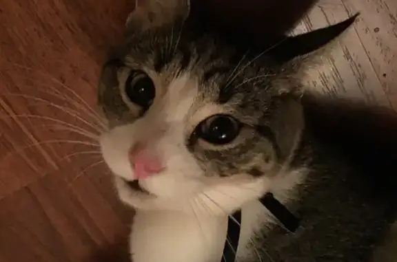 Lost Tabby: Pink Nose, Brown Spot