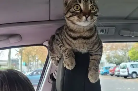 Chat tigré peureux perdu à Bègles - photo
