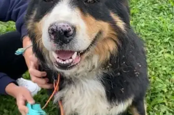 Chien perdue : Réglisse, tricolore, pucée - photo