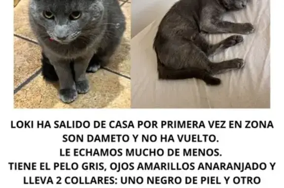 Loki es un gato macho gris con los ojos amarillos anaranjados. Tiene 1 año y medio y lleva 2 collares: uno negro de cuero y otro marrón de goma antiparasitario. No tiene chip ni está castrado. Es muy manso y tranquilo