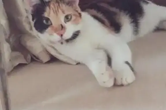 Se Busca: Gata Tricolor Perdida en Marbella