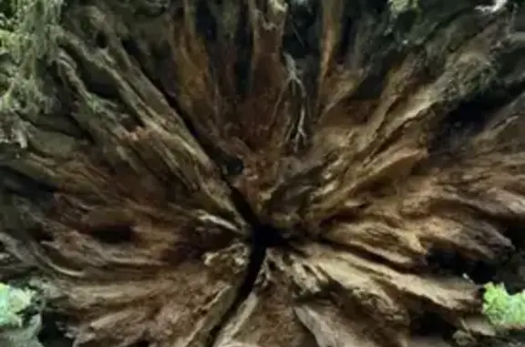 Lost Dog: White & Tan on Anderson Butte