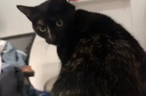 Gatita Carey Perdida en Málaga: Sociable y Chip