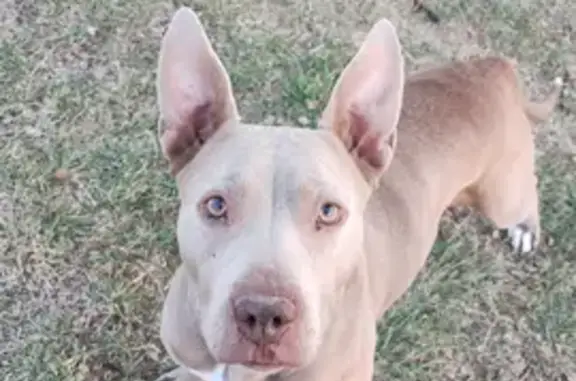 Perros perdidos, Zapopan, foto: Perro Perdido: Café Miel en Zapopan