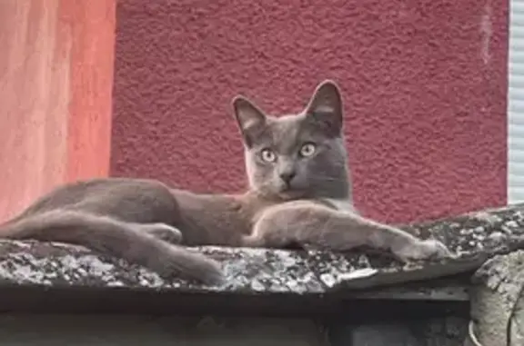 Chat gris perdu, cœur blanc, Bourges - photo