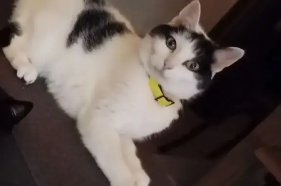 Chat perdu, Cinq-Mars-la-Pile, photo: Chatte blanche et noire perdue, craintive