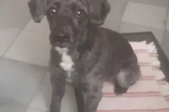 Perros perdidos, Guadalajara, foto: ¡Ayuda! Perrita Negra Perdida en Guadalajara