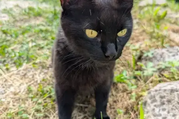 Animaux perdus Lons-le-Saunier, photo: Chatte perdue à Lons-le-Saunier