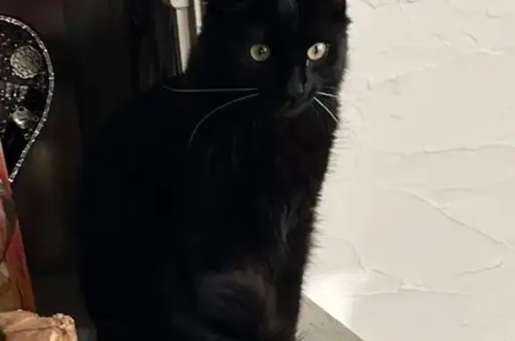 Animaux perdus , photo: Chat noir à poil long perdu à Hellimer