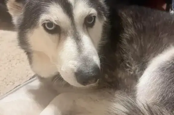 Lost Dog: Blue-Eyed Beauty Needs Meds