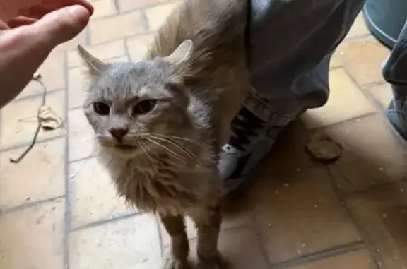 Chat trouvé , photo: Chat jeune trouvé à Wemaers-Cappel