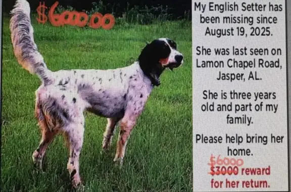 Lost Tri-Colored English Setter in Jasper