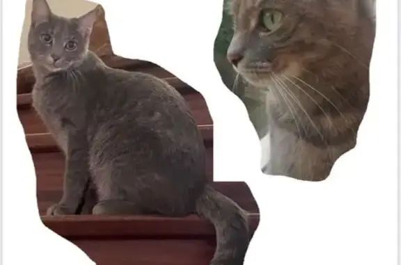 Chat perdu, Oignies, photo: Chat perdue, yeux verts, poils gris, Oignies