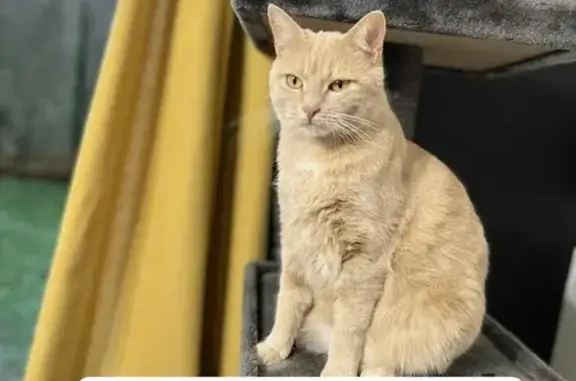 Chat crème perdu, yeux jaunes, St-Quentin - photo