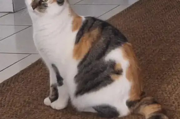 Chat perdu, Saran, photo: Chatte tricolore perdue, collier rose, Saran