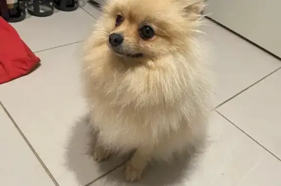 Chien trouvé Thilouze, photo: Chien trouvé à La Boutarderie, Thilouze