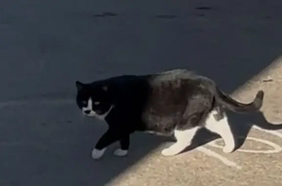 Found cat Kearney, photo: Found: Black & White Cat Near Kearney Walmart