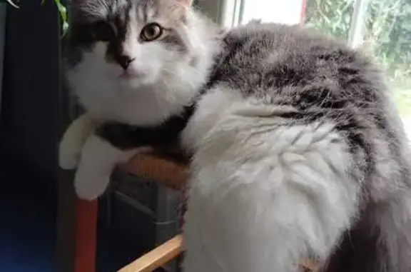 Chat perdu, Cesson-Sévigné, photo: Chat perdu : Européen tigré gris-blanc