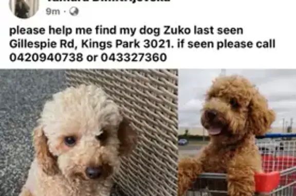 Lost Light Brown Dog in Brimba...