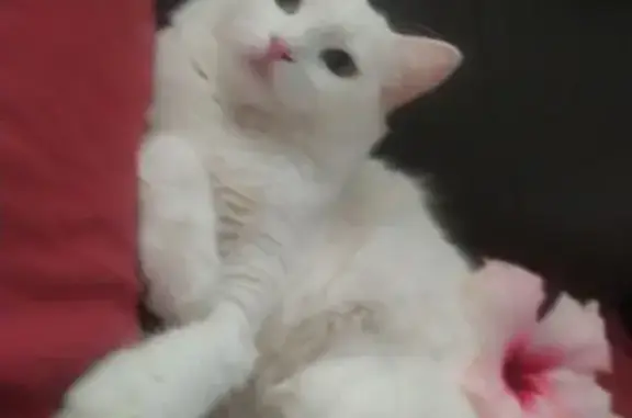 Gata Blanca Perdida en Jerez: ¡Ayúdanos!