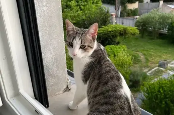 Chat perdu, Saclas, photo: Chat blanc/gris perdu, Saclas, parc plan d'eau