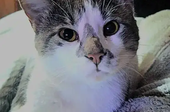 Friendly Cat Missing on Broadview St.