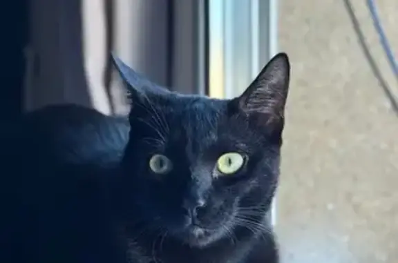 Gato Perdido en Barcelona: ¡Ayúdanos!