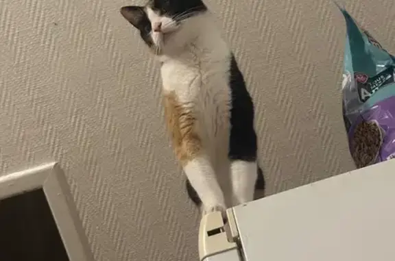 Chat perdu à Denain, rue Duysburgh - photo
