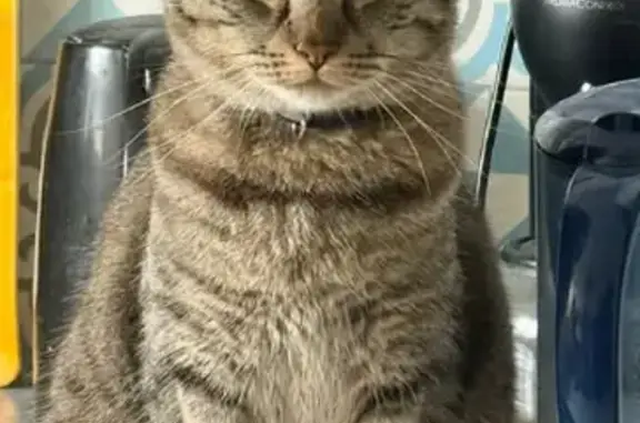 Chat perdu : Paco, tigré brun, Le Mans - photo