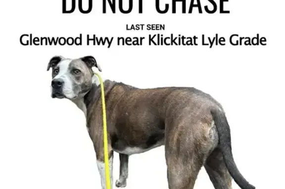 Sweet Lost Dog: Brindle Mix in Blockhouse