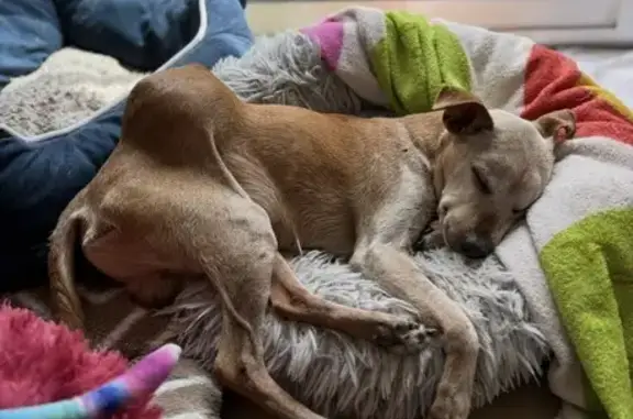 Chien perdu Coupvray, photo : Chien perdu : pinscher marron aveugle, 16 ans