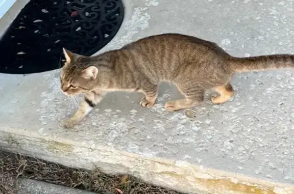 Found cat Lewes, photo: Friendly Grey Cat Found on Pilottown Rd