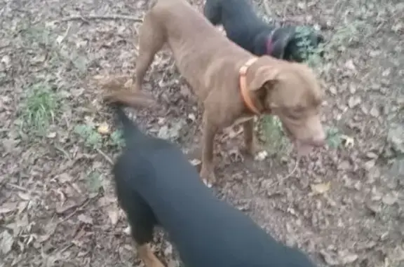 Lost Dog in Tenaha, TX: Help Find Him!