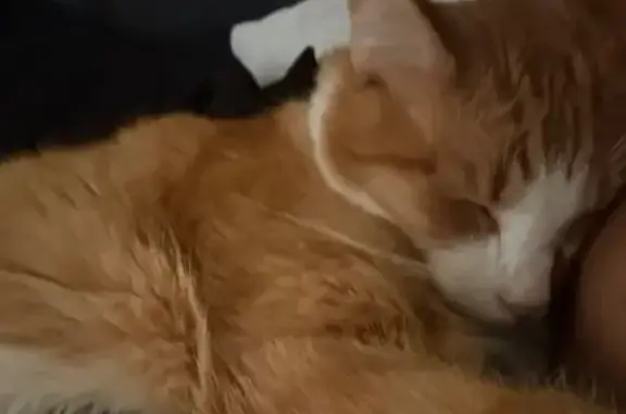 Lost Cat: Unique Nose, Memorial St, Detroit