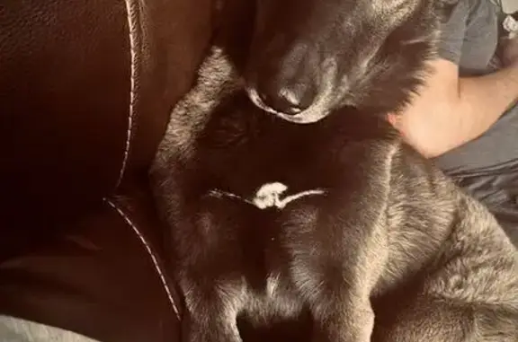 Lost: Sasha, German Shepherd Mix in Fort Worth