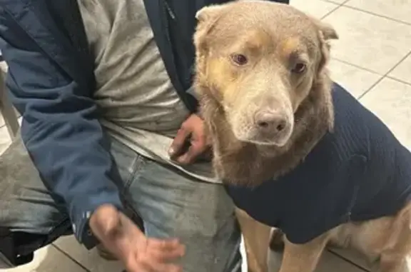 Lost Husky Mix: Brown Coat, Blue Eyes