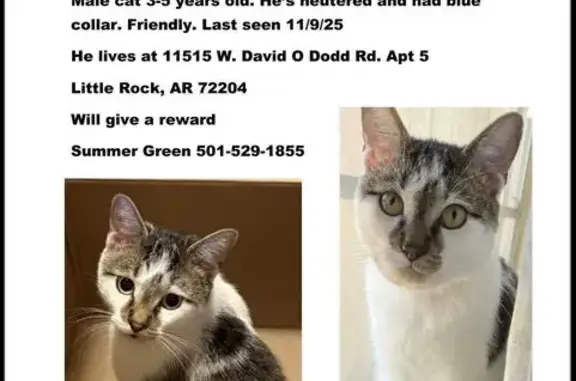Missing: Friendly Striped Cat in Little Rock
