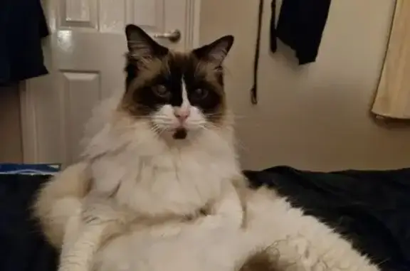 Lost Ragdoll: Bruiser, Raccoon-Like Cat