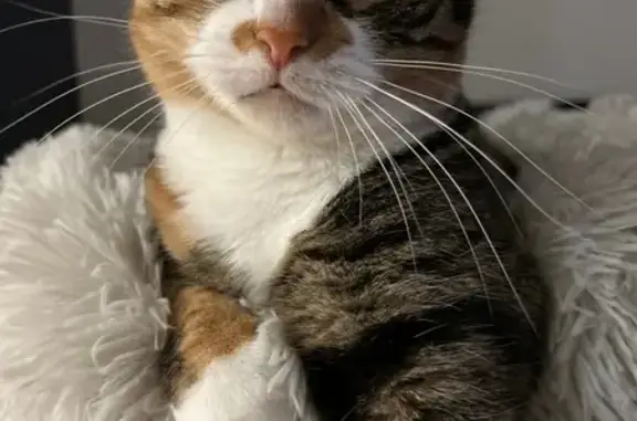 Lost Tabby Cat: Orange & White, Philly