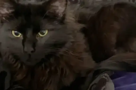 Lost Skittish Cat on Donatella Way, NC