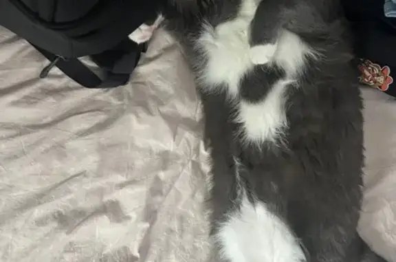 Lost: Friendly Grey & White Tuxedo Cat