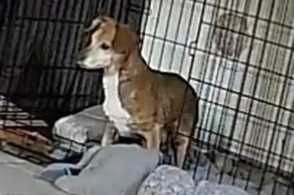 Missing dog Deer Park, photo: Lost Elderly Dog: Brown with Gray Face