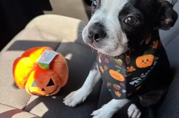 Missing dog Pharr, photo: Lost Boston Terrier: Pablo, Pharr Area