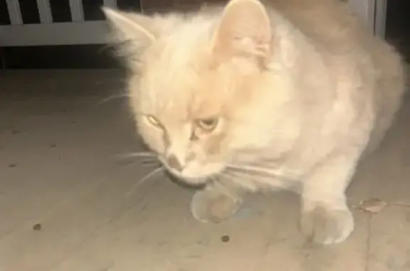 Found: Friendly Light Orange Cat, St. Joseph