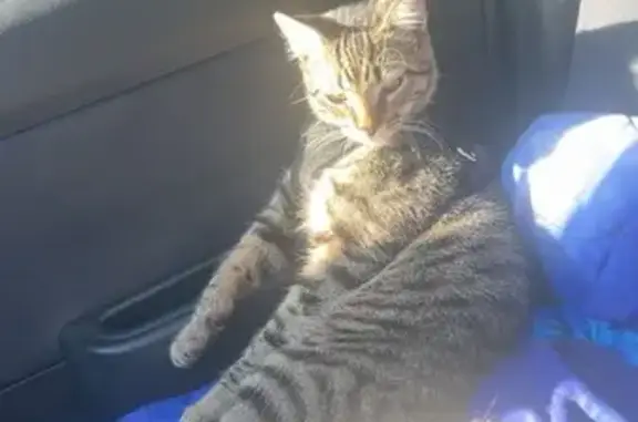 Lost Tabby Cat on Prospect Ave, KC